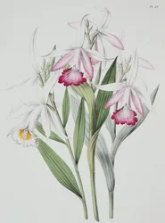 Orchidea: Sobralia liliastrum da "Sertum Orchidaceum".