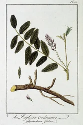Liquirizia comune (Glycyrrhiza glabra) - in "Esercizi di botanica per l