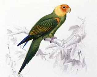 Ornitologia: pappagallo della Carolina (Psittacus carolinensis)