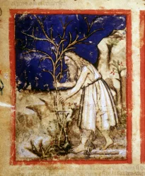 Pagina di un manoscritto biblico. La vita vegetale di Noè. Miniatura dal codice 212 (o codice padovano o Bibbia di Padova) 1390-1400 Rovigo, Accademia dei Concordi