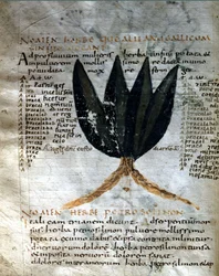 Pagina del manoscritto di Apuleio (Lucius Apuleius) "De viribus herbarum", VIII o IX secolo. Lucca, Biblioteca Governativa.