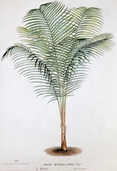 Palma Cocos Weddelliana (Brasile) - Tavola botanica