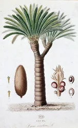 Palma Cycas Revoluta - Tavola botanica