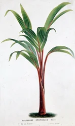 Palma Hyophorbe Amaricaulis (Mauritius) - Tavola botanica