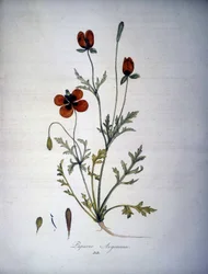 Papaver Argemone (Fiore e pianta di papavero argemone). Erbario del XIX secolo.