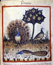 Pavoni rappresentati in "Tacuinum sanitatis"