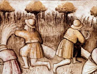 Contadini che mietono grano (miniatura dal codice 212, 1390-1400)