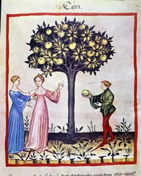 Raccolta di cedri, frutto del cedro. Miniatura dal trattato di medicina e dietetica "Tacuinum sanitatis"