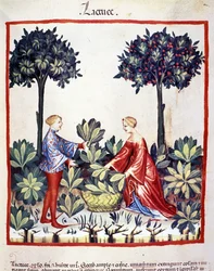 Raccolta di lattuga. Miniatura dal "Tacuinum sanitatis"