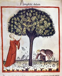 Raccolta di mandorle dolci. Miniatura dal "Tacuinum sanitatis"