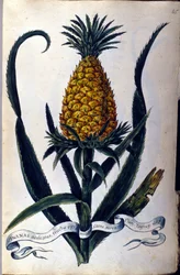 Ananas. Tavola botanica del XIX secolo