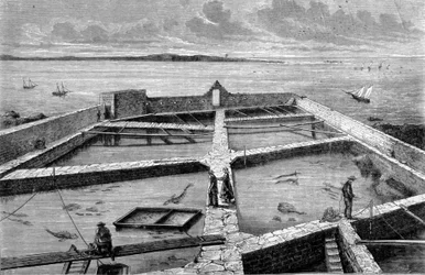 Piscicoltura a Concarneau. Incisione del 1860