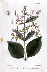 Piatto di Quinquina (Cinchona Officinalis)