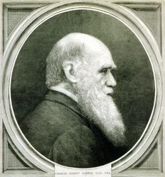 Ritratto di Charles Darwin (1809 - 1882)
