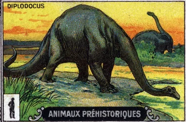 Animale preistorico: un dinosauro diplodocus (cromo)