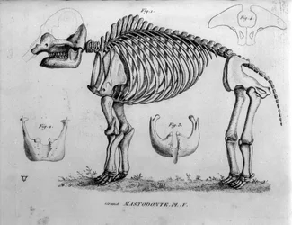 Preistoria: scheletro di mastodonte, mammiferi fossili (Mas gigantium). Tavola di paleontologia del XIX secolo