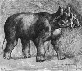 Preistoria: rappresentazione di un mirabile dinoceras, una specie estinta di rinoceronte. Incisione della fine del XIX secolo