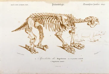 Preistoria: scheletro di megaterio (bradipo terrestre della famiglia degli elefanti) mammifero fossile. Tavola di paleontologia tratta da "Dictionnaire universel d