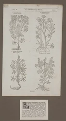 Pagina stampata 1217 da 