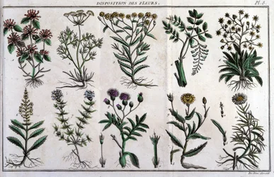 Provviste di fiori: in “Flora Francese, o una breve descrizione di tutte le piante che crescono naturalmente in Francia, disposte secondo un nuovo metodo di analisi a cui si allega la citazione delle loro virtù meno equivoche in medicina e la loro utilità 