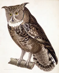 Rapace: gufo africano. Incisione del XIX secolo