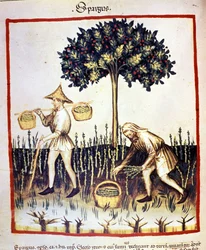 Raccolta di asparagi. Miniatura dal trattato di medicina e dietetica "Tacuinum sanitatis"