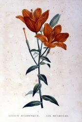 Giglio bulbifero rosso