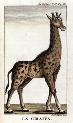 Rappresentazione di una giraffa