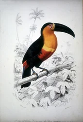 Rappresentazione di un tucano, uccello del Sud America. Incisione del XIX secolo
