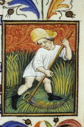 Rappresentazione del mese di giugno. Un contadino che falcia il grano verde. Miniatura di un manoscritto del XIV secolo.