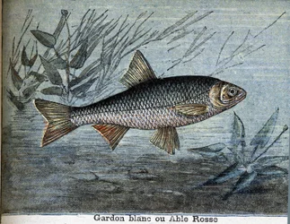 Pesce bianco o able rosse