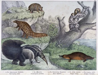 Roditore: armadillo, bradipo, formichiere - in “Natural histories of mammals”, ed. Schreiber
