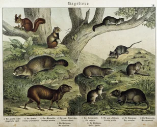 Roditore: scoiattolo... - in “Histoires naturelles des mammifères”, ed. Schreiber
