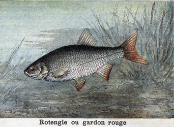 Rotengle o scardola rossa. Incisione del 1898