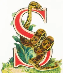 S: serpente