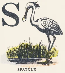 S: spatola