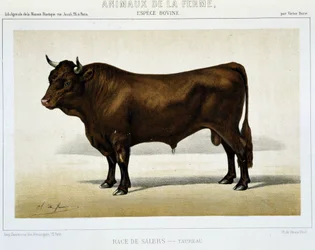 Toro di razza Salers - in "Animali da fattoria"