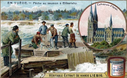 Pesca al salmone a Elfkarleby, Svezia. Cromolitografia, immagine Liebig