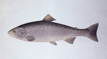 Trota salmonata - Tavola di storia naturale