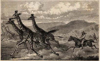 Samuel W.Baker caccia giraffe in Africa Centrale nella regione dell