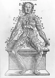 Sezione di un corpo umano dalla 