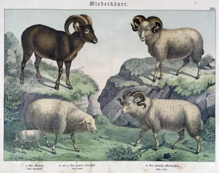 Pecora: pecora, ariete, stambecco - in "Histoires naturelles des mammals", ed. Schreiber