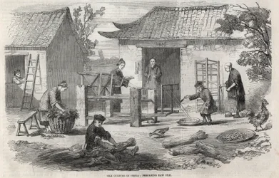Produzione di seta in Cina e le varie fasi di fabbricazione.