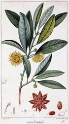 Anice stellato - tavola botanica