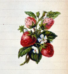 Fragole. Cromolitografia del XIX secolo.