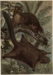 Taguan (Scoiattolo volante) (famiglia Sciuridae) - Scoiattolo (scoiattolo volante) - incisione da "La vita degli animali" di Alfred Edmund Brehm (1829-1884)