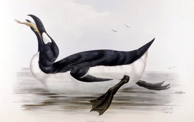 Il pinguino gigante (Alca Impennis) - in Gli uccelli d