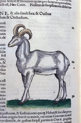 Lo stambecco in Historia Animalium di Conrad Gesner (1516 - 1565), Tiguri