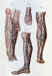 Il sistema circolatorio nelle gambe e nei piedi (incisione)