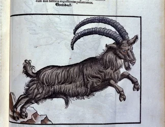 Il capricorno dopo Historiae animalium di Konrad Gesner, Tiguri